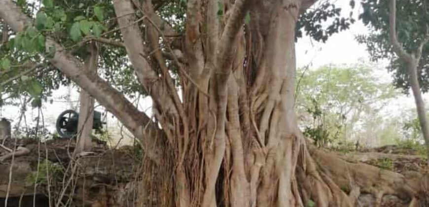 Rancho Ganadero 400ha  Buctzotz -Yucatan.